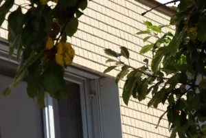 Fenstersturz bei einer Holzschindelfassade aus Fichte