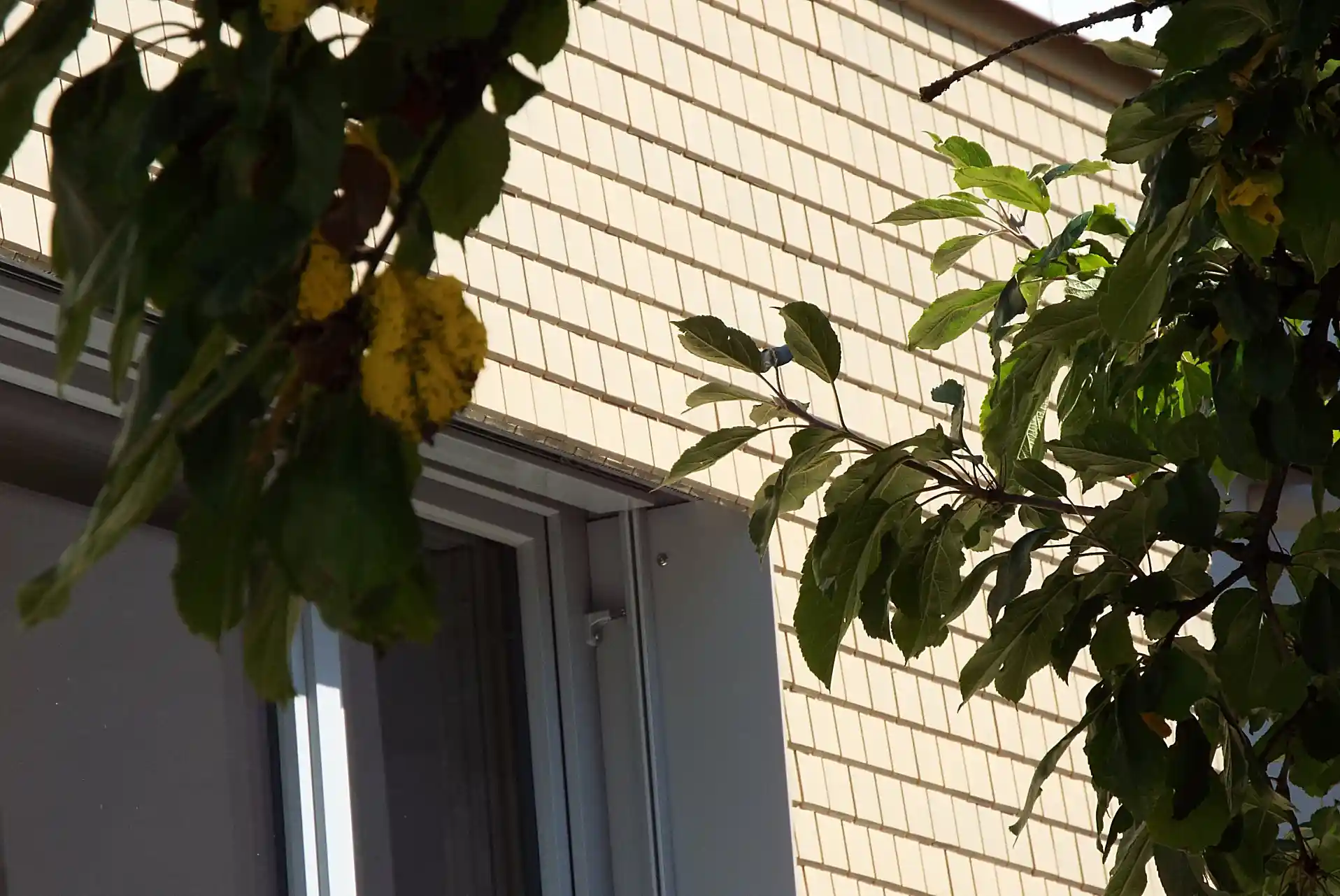 Fenstersturz bei einer Holzschindelfassade aus Fichte